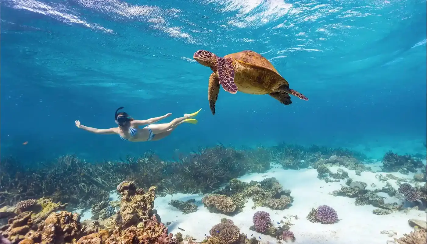 A snorkeller keeping distance from a green turtle over shallow reef