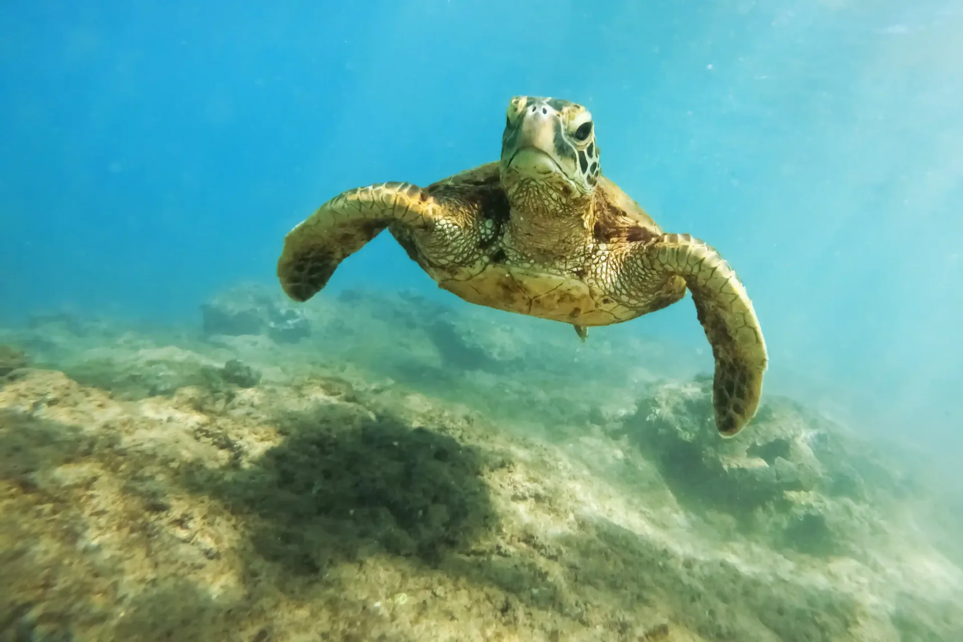 A green turtle over shallow reef on a turtle-snorkel drift